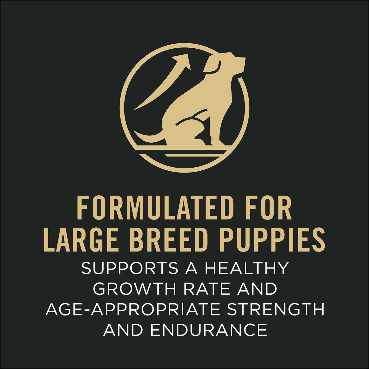 Chicken and Rice High Protein Dog Food 35 lb M5641