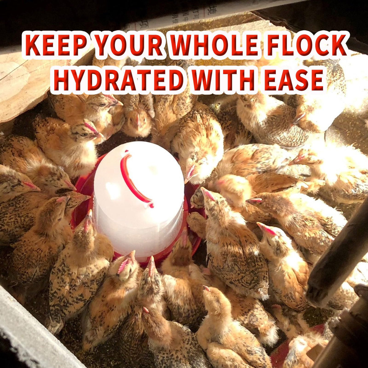 2 Pack 1.5L Plastic Chick Waterer O5357